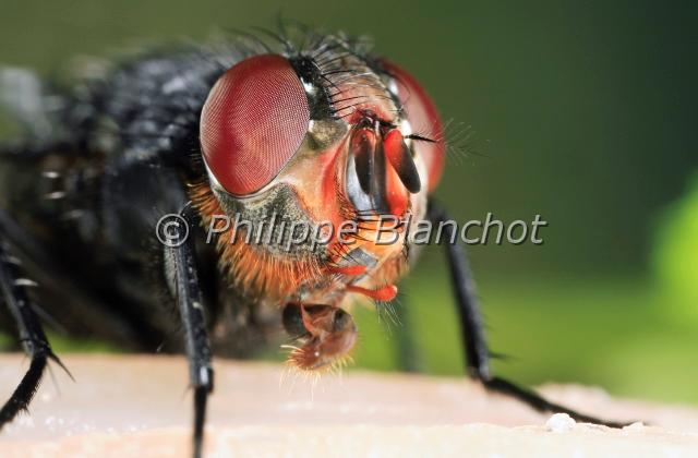 mouche bleue.JPG - in "Tête à tête avec les insectes" ed. Seuil JeunesseCalliphora vomitoriaMouche bleue ou mouche de la viandeBlue Bottle FlyDiptera, CalliphoridaeFrance